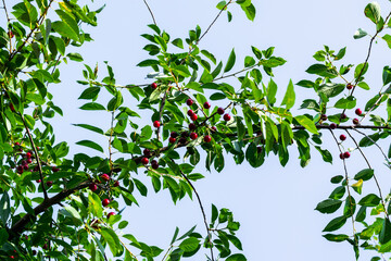 Branches of a cherry tree with ripe cherries against a blue sky. Harvesting.