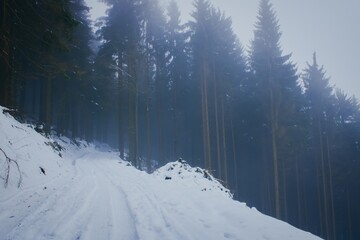Misty magic forest in winter. Haunted forest.