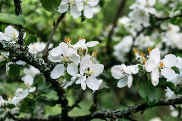 Spring blooming garden. Large white flowers of a blooming apple tree.