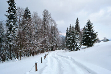 Obraz premium Moody landscape with footpath tracks and pine trees covered with fresh fallen snow in winter mountain forest on cold gloomy evening