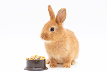 Red bunny rabbit feed on white background