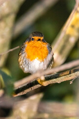 European Robin perched on a tree branch