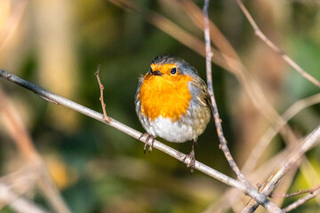 European Robin perched on a tree branch