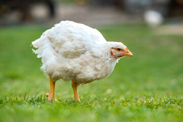 Hen feed on traditional rural barnyard. Close up of chicken standing on barn yard with green grass. Free range poultry farming concept