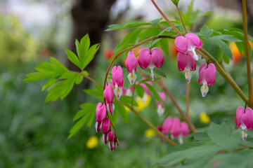 pink dicentra in the garden on a cloudy day, blurred background