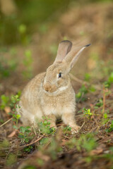 Easter bunny. Rabbit in green grass and flowers. Cute hare outdoors in a natural environment