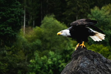 Obraz premium Powerful bald eagle in nature