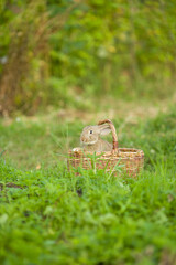 Easter bunny. Rabbit in green grass and flowers. Cute hare outdoors in a natural environment