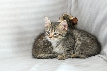 Fototapeta na wymiar Two small confused striped kittens