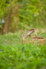 Obraz premium Easter bunny. Rabbit in green grass and flowers. Cute hare outdoors in a natural environment
