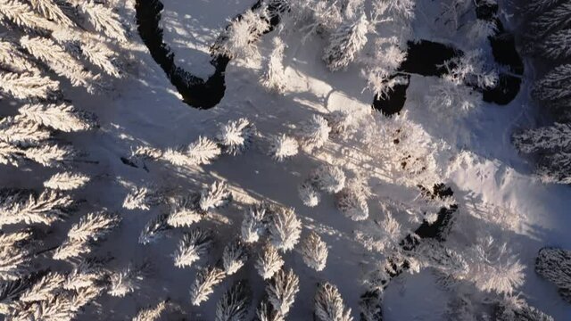 Survol drone vertical d&rsquo;une rivi&egrave;re qui serpente dans une for&ecirc;t enneig&eacute;e. Paysage d&rsquo;hiver, neige, Jura.