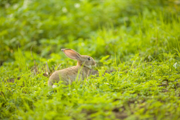 Easter bunny. Rabbit in green grass and flowers. Cute hare outdoors in a natural environment