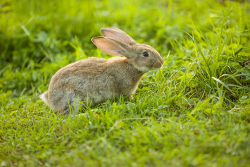 Easter bunny. Rabbit in green grass and flowers. Cute hare outdoors in a natural environment