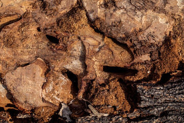 Obraz premium Texture of rotten tree bark