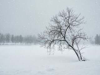 Blizzard in the winter park. Tree under snow cover. Crooked tree in the winter. Minimalistic winter landscape. Copy space.