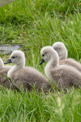 family of swans - linz, austria - babys