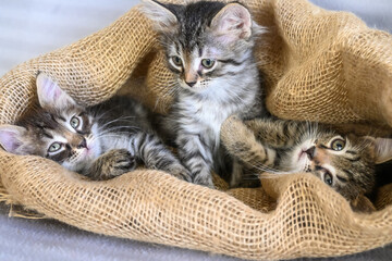 Three kittens are sitting in a canvas bag