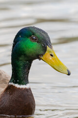 duck on the water