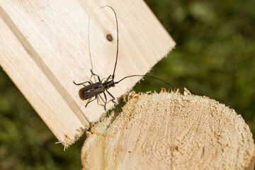 Beetle is a pest of wood. Beetle with a long mustache destroys tree. Pest of wooden houses. Construction problem.