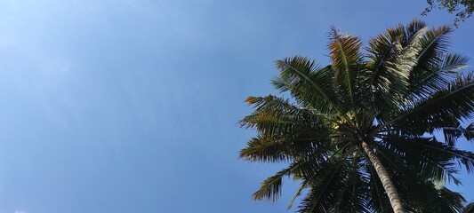 Fototapeta na wymiar Palm tree with the pure sky