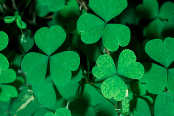 Green background with three-leaved shamrocks, Lucky Irish Four Leaf Clover in the Field for St. Patricks Day holiday symbol. with three-leaved shamrocks, St. Patrick's day holiday symbol.
