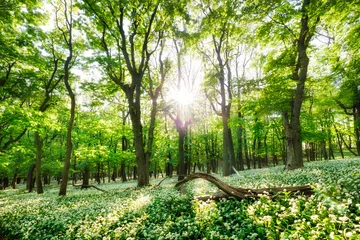 Papier Peint photo Forêt Spring forest with blooming white flowers and sun. Wild garlic - Carpathian mountain