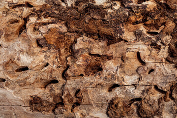 Texture of rotten tree bark