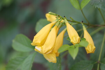 yellow flowers on plant,fress flowers.