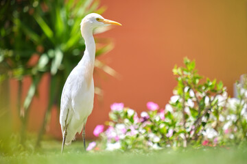 White cattle egret wild bird, also known as Bubulcus ibis, walking on green lawn at hotel yard in summer