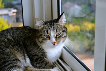 A beautiful spotted domestic cat is leaning on the glass and lying and resting peacefully