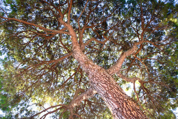 Bottom view to top of huge tree. Textured photo of a huge or big or high or tall tree on sunny day. Oxygen supply concept. Maybe it is cedar, member of pine family.