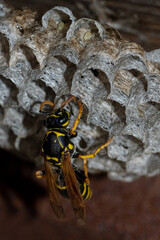 A wild paper wasp builds a nest to create a new colony, vertical frame, close-up. Aspen nest of a paper wasp with eggs. Aspen eggs in cells.