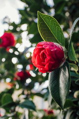 Red Camellia with green plants background, flower not completely bloomed