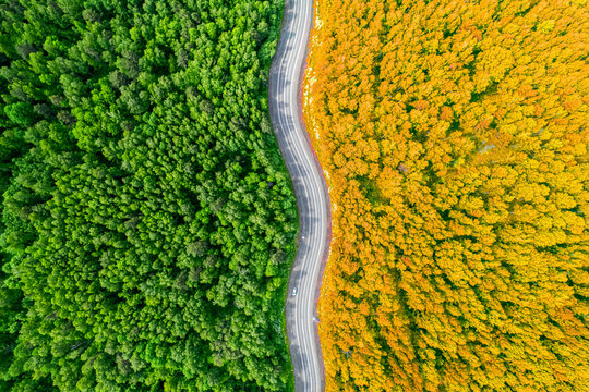forest divided by a winding road in half, background top view change of seasons summer autumn bright concept