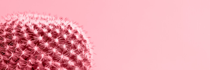 Cactus house plant isolated on pastel pink colored wall. Cactus close up banner.