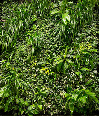 Vertical garden with tropical plants, indoors. Eco friendly green wall.