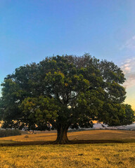 Fototapeta premium tree in autumn