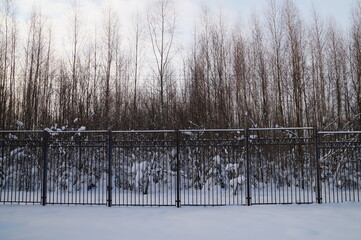 trees in the snow