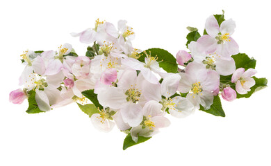 apple tree flowers isolated