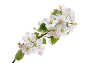 apple tree flowers isolated