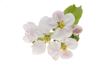 Obraz premium apple tree flowers isolated