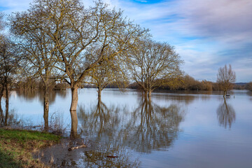 View of trees reflected in the flooded Rhine near Oestrich-Winkel/Germany in spring 