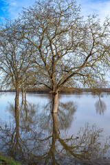 Obraz premium View of trees reflected in the flooded Rhine near Oestrich-Winkel/Germany in spring 