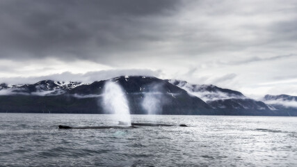 Humpback whales revealing their best features: white pectoral fins and the huge tail which are their trademark