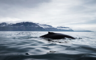 Humpback Whales Revealing Their Best