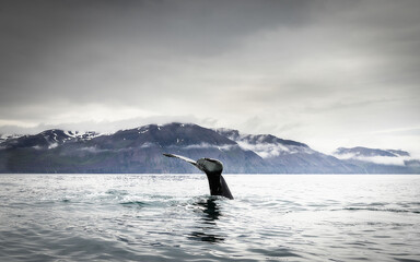 Humpback whales revealing their best features: white pectoral fins and the huge tail which are...