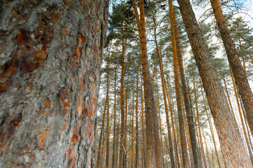 Obraz premium Crowns of pine trees, spruce in winter forest. Pine trunks close-up
