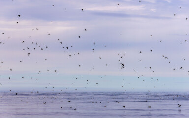 Endless ilhouettes of Atlantic puffins cruising around the Artic Sky in Husavik, Iceland just around the corner of the Artic Circle 