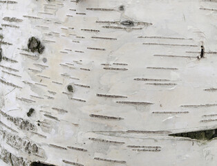 White birch bark with dashes natural background