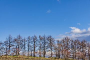 Fototapeta premium 青空が綺麗な丘の上の景色